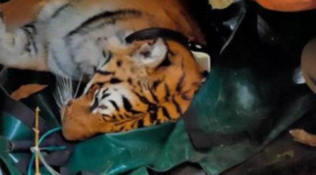Officials had attributed the death of the Wardha tigress to possible hunger as the tigress' stomach was found empty. (File)