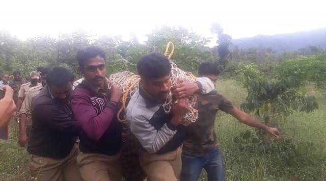 The Forest Department officials captured the tigress on Sunday evening with the help of elephants Abhimanyu and Gopalaswamy.