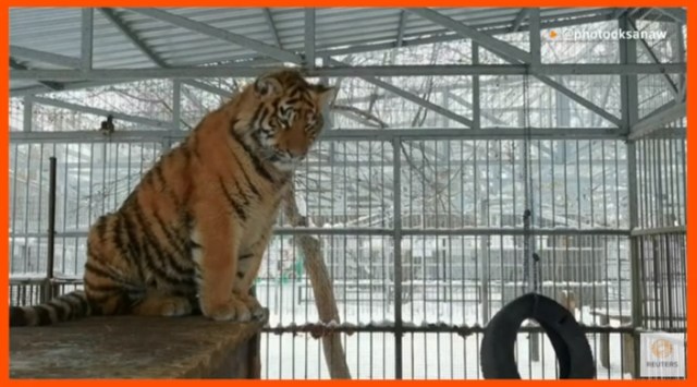 This 8-month-old tiger in a Siberian zoo is making waves with its ...