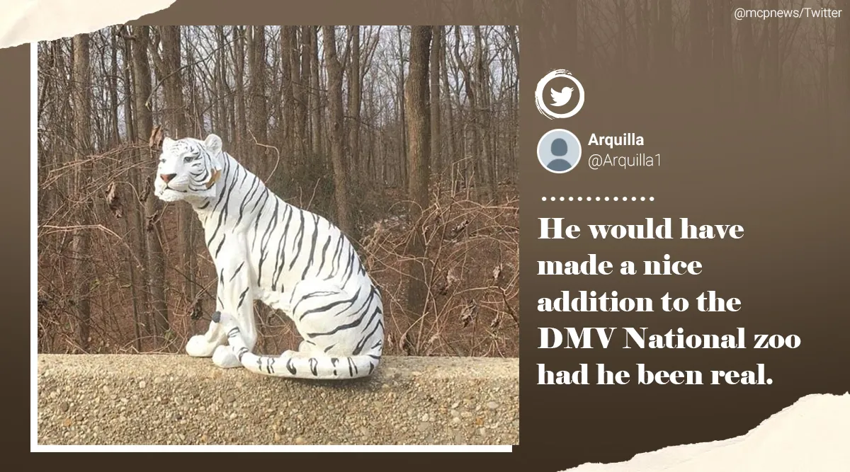 White tiger, white tiger, spotting, white tiger decoy, white tiger figurine, Trending news, Indian Express news