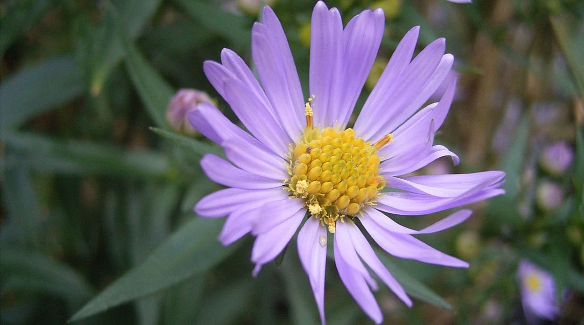 Wikimedia, Flower, Wikimedia flower, WikiFlower mystery,