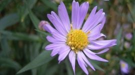 Wikimedia, Flower, Wikimedia flower, WikiFlower mystery,