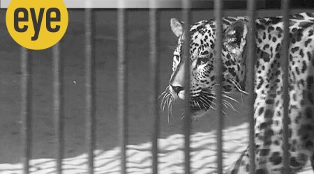 The other end of the leash: A still from Bert Haanstra’s BAFTA-nominated 1962 short film Zoo, shot at Artis Amsterdam Royal Zoo