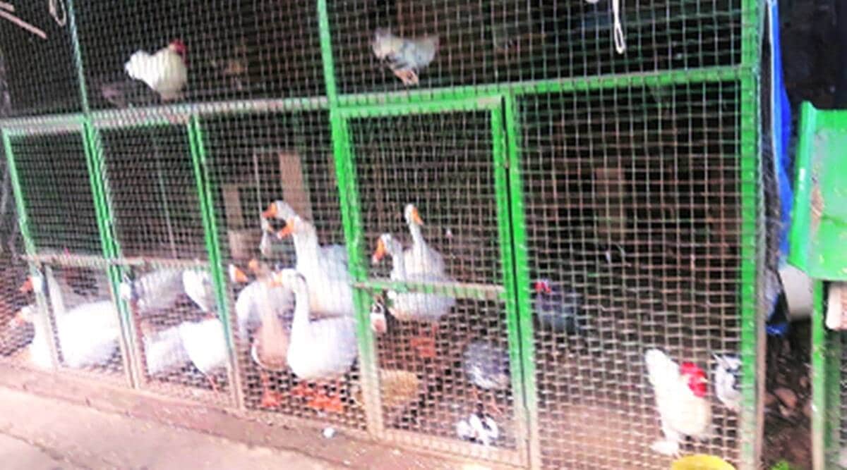 avian influenza, Delhi Zoo, Bird flu, Delhi news, Indian express news