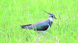 Chandigarh bird race 2021