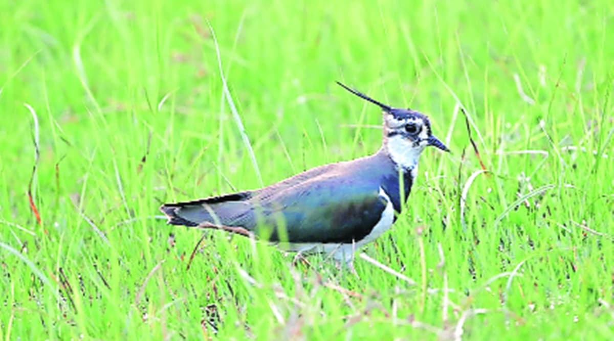 Chandigarh Bird Race 2021: Rare bird Northren Lapwing declared bird of the day