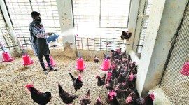Gujarat bird flu, gujarat bird flu cases, avian flu, indian express news
