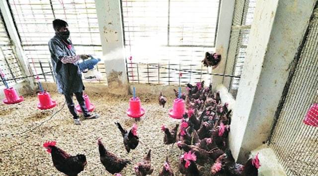 Gujarat bird flu, gujarat bird flu cases, avian flu, indian express news