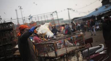 Gujarat bird flu