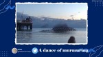 Starling murmuration, Brighton, Starling murmuration viral video, Starling video, Starling viral video, Trending news, Indian Express news