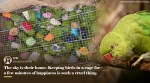caged birds freed, caged bird, delhi cage birds, birds viral video, Indian Forest Officer Parveen Kaswan, twitter, twitter reactions, indian express news