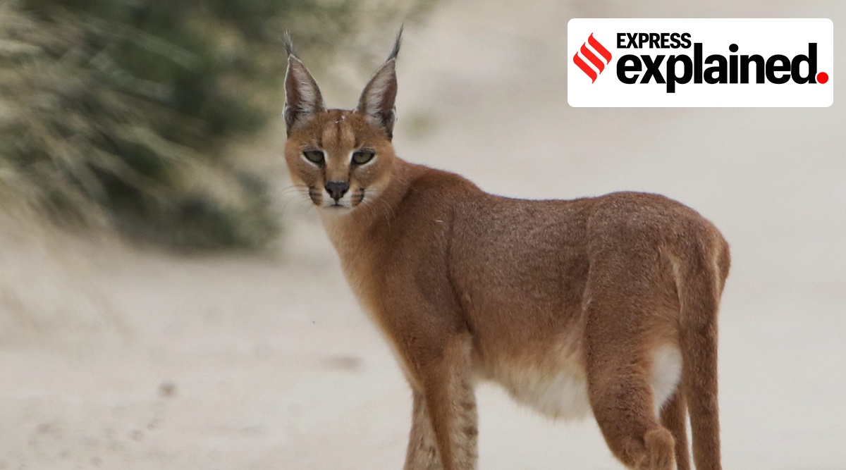 Explained: The caracal, a favourite of royals, now critically endangered |  Explained News,The Indian Express
