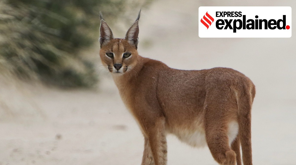 The caracal is a medium-sized wildcat found in parts of Rajasthan and Gujarat (Source: Wikimedia)