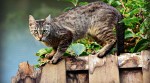 Cat, Cat detect gas leak, Cat saves humans gas leak, Cat gas leak detection, Oregon cat gas leak, Trending news, Indian Express news.
