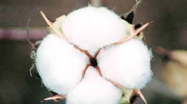 Cotton Corporation of India, Cotton prices, Kapas prices, Cotton MSP prices, CCI, Crop procurement center, Pune news, Maharashtra news, Indian express newd