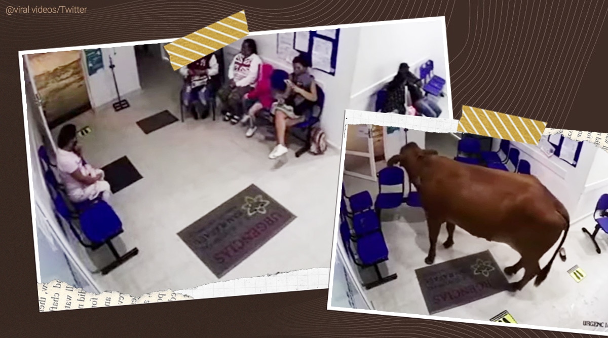 Escaped cow charges Colombian hospital waiting room attacks patients viral video, cow video, escaped cow trending, indian express, indian express news