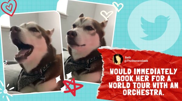 dog star wars theme music, star wars theme music, dog sings star wars song, mya husky star wars, dogs singing videos, indian express, viral videos