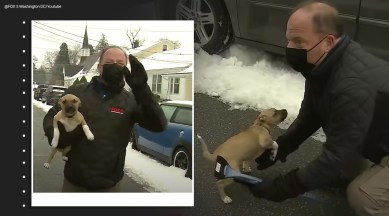 dog, dog video bombs live forecast, weather forecast, Puppy Crashes Weather Report On Live TV, Virginia, trending, indian express, indian express news