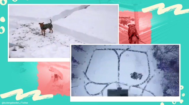 dog, dog race track, man builds racetrack for dog viral video, ginger_cat_and_vizslas, instagram, twitter reactions, indian express, indian express news
