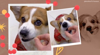 dog, dog fed invisible air, invisible food challenge, twitter challenge, tiktok challenge, dog's reaction viral video, funny dog, trending, indian express, indian express news