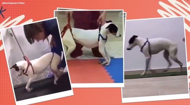 Paralyzed dog nursed back to health, dog viral video, Paralyzed dog viral video twitter reactions, cute dogs, cute dog viral video, trending, indian express, indian express news