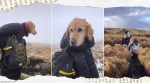 vdog, dog rescue, Wicklow mountains, couple rescue lost dog dublin, walk 10 kms, dog rescue trending, indina express, indian express news