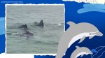 dolphins, dolphins in bandra, humpback dolphins, dolphins in india, mumbai news, indian express, twitter, twitter reactions, trending, indian express news
