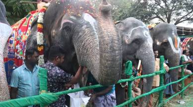 Tamil Nadu temple elephants, Tamil Nadu temple elephants retreat camp, Thekkampatti elephant camp, tamil nadu elephant camp, tamil nadu news, indian express