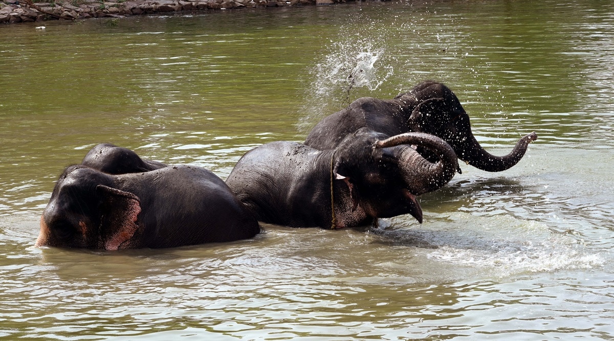 It is vital to note that all elephants are wild and not domesticated. (File)