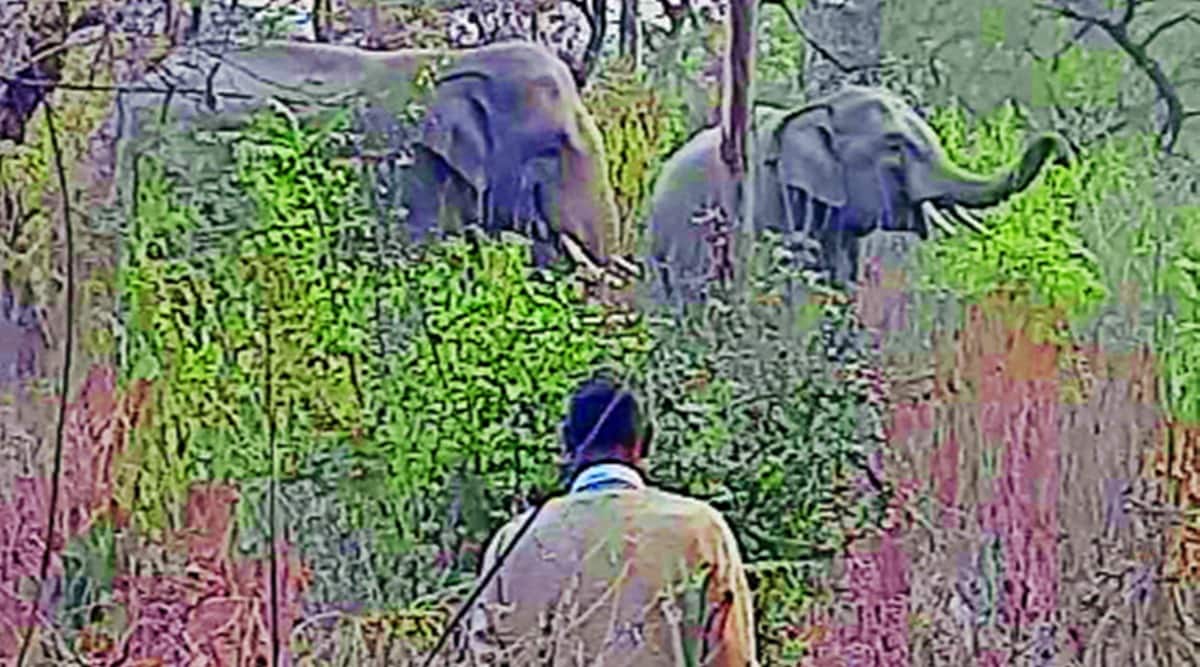 elephants, tuskers, elephants destroy crops, elephants enter Paonta Sahib, chandigarh news, idnian express news