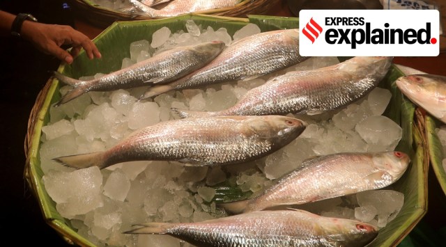 People flock to buy Hilsa in Maniktala market as the first consignment of Hilsa arrived from Bangladesh in September last year.  File/Express photo by Partha Paul 