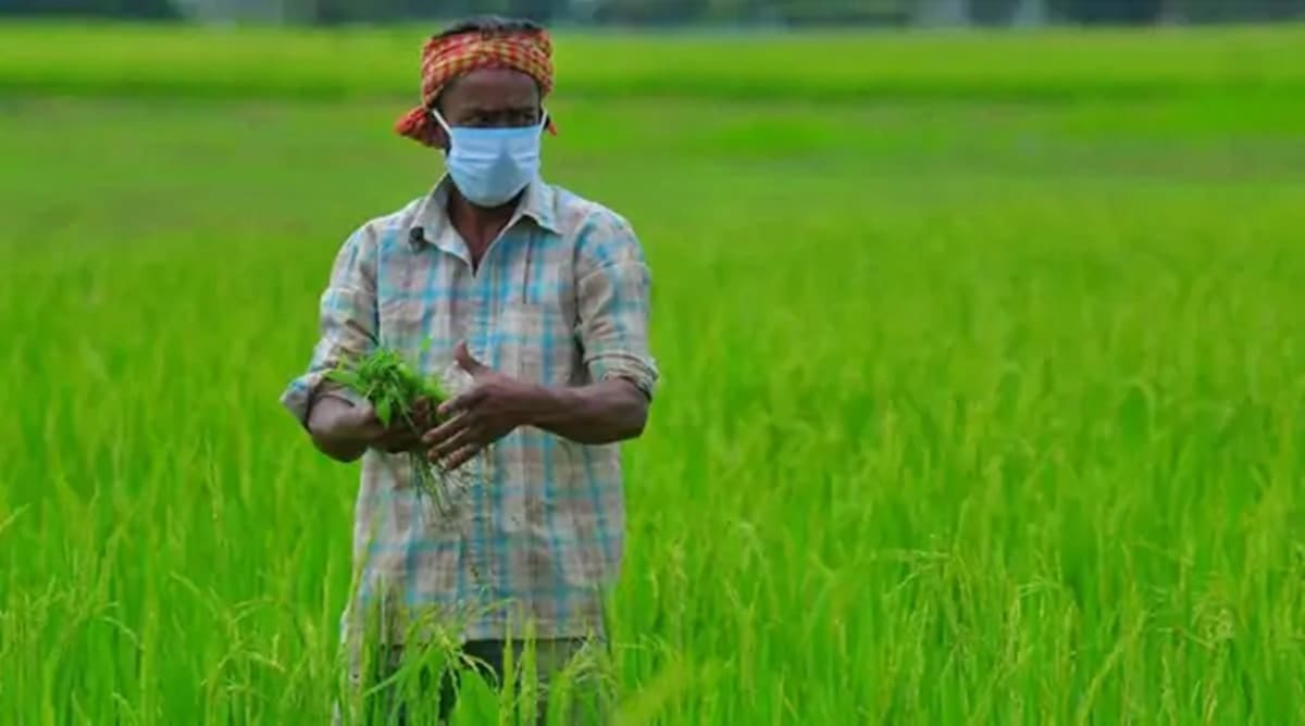 The increase in agri exports is largely courtesy favourable world prices.