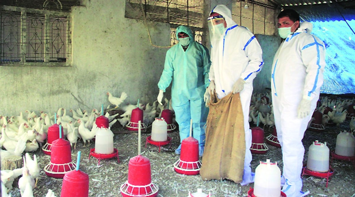 maharashtra birdflu, maharashtra birdflu cases, avian flu, maharashtra birds culling, indian express news