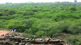 Delhi cabinet gives nod to restore more than 400 hectares of Central Ridge