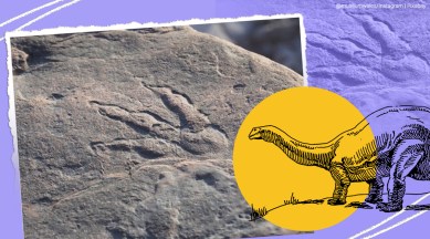 220 million-year-old dinosaur imprint south Wales beach, UK, UK news, girl discovers dinosaur imprint, viral, news, trending, indian express, indian express news