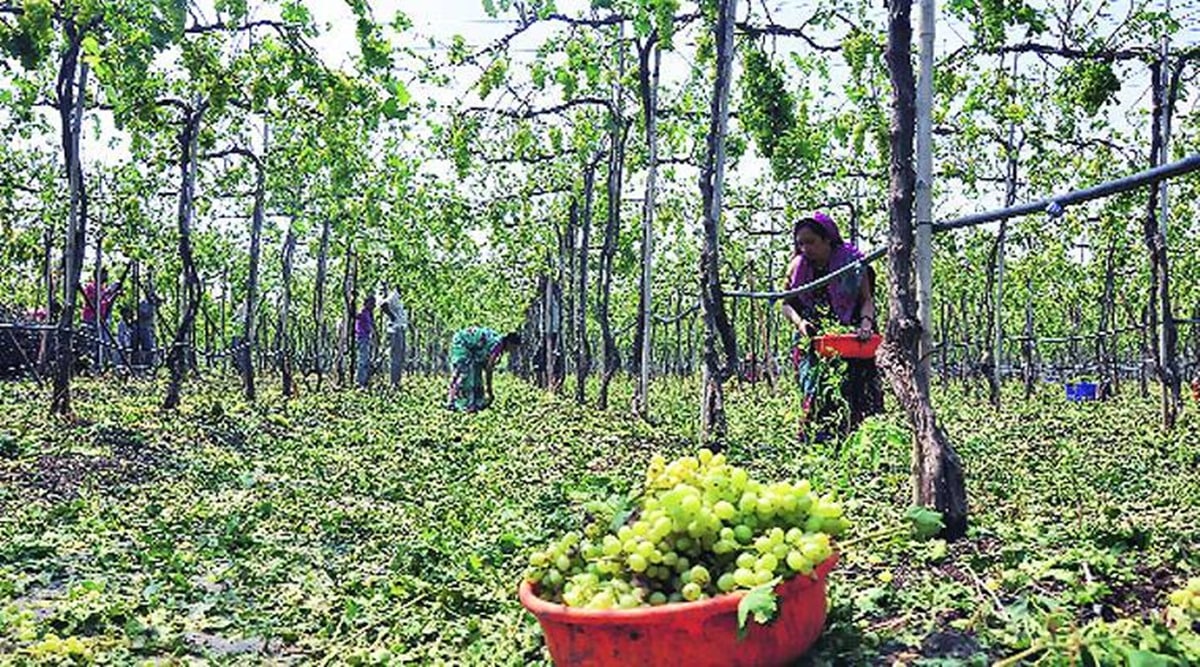 Grape farmers, Nashik grape farmers, Nashik grape growers, grape growing weather, nashik news, indian express news