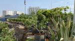 Hyderabad recognised as a 'Tree City of the World'