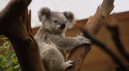 Koala gets a new lease on life with prosthetic foot made by Australian dentist