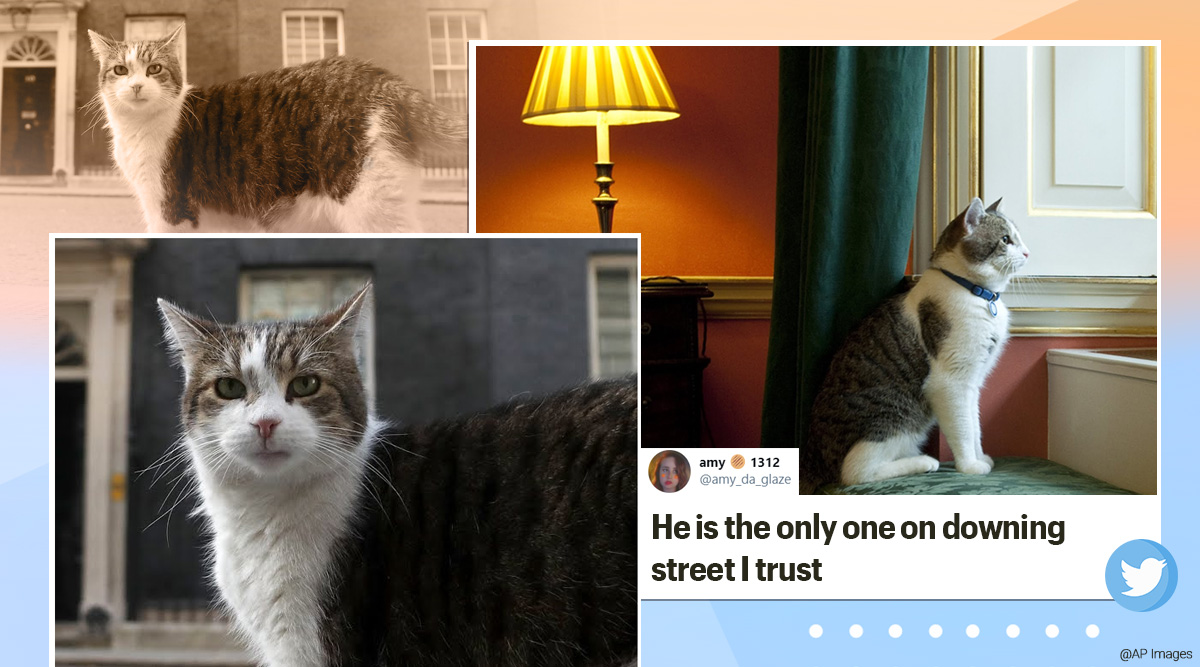 Larry The Cat Celebrates 10 Years At Uk S 10 Downing Street Trending News The Indian Express