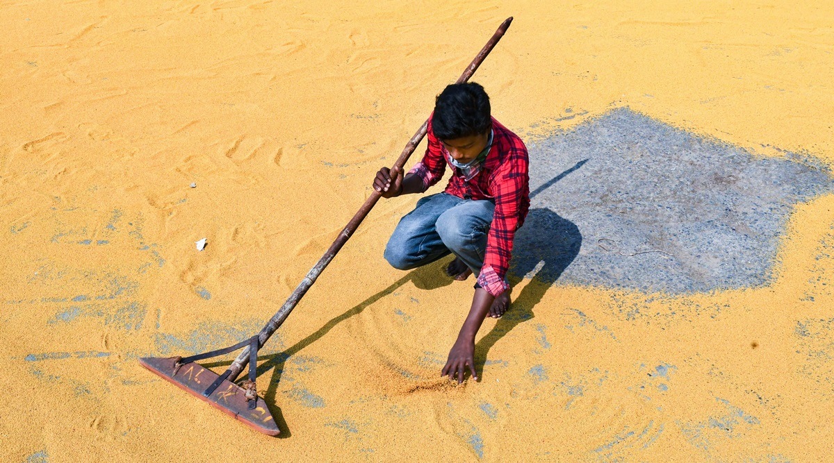 A labourer spreads mustard for drying at a mandi in Kurukshetra, Tuesday. (PTI Photo)