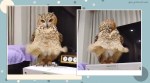 Marilyn Monroe, Marilyn Monroe iconic shot, Marilyn Monroe iconic dress moment, own viral video, owl funny clips, trending, indian express, indian express news