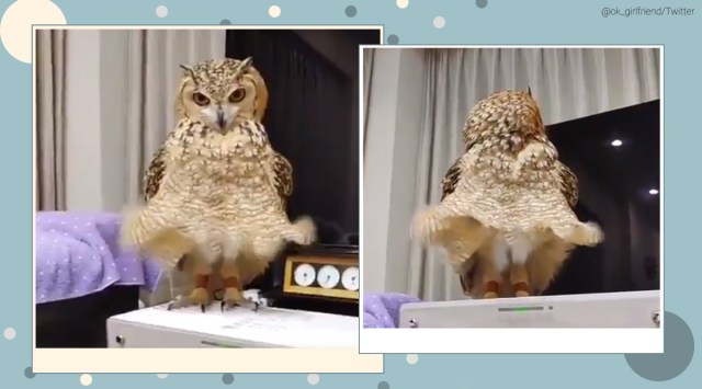 Marilyn Monroe, Marilyn Monroe pose, owl Marilyn Monroe pose, Marilyn Monroe iconic dress moment, owl viral video, owl funny clips, trending news, indian express news