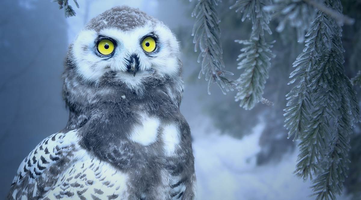 Top 127 + Animals with blue eyes at night - Lifewithvernonhoward.com