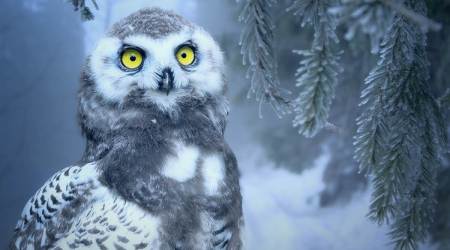 nocturnal animals,night vision, a science teacher explains, parenting, learning, indian express news