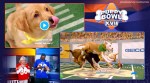 Puppy Bowl, Animal adoption, Super Bowl, Puppy Bowl event, Puppy games, Puppy Bowl puppy adoption event, trending news, Indian Express news.