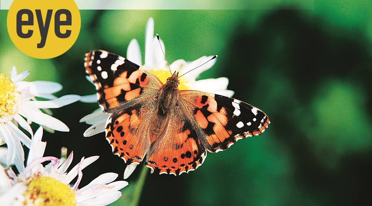 nature, sunday eye