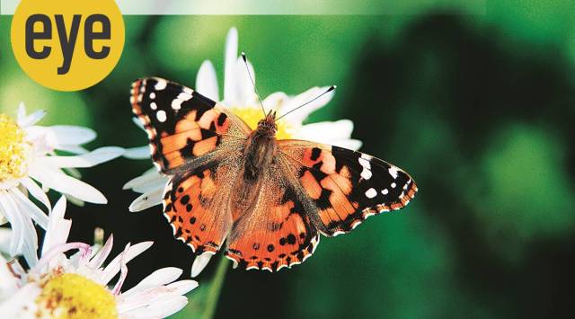 nature, sunday eye