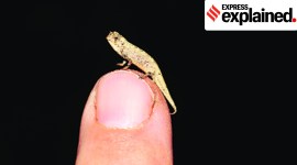 reptiles, world smallest reptile, chameleon, madagascar, Brookesia nana, indian express news