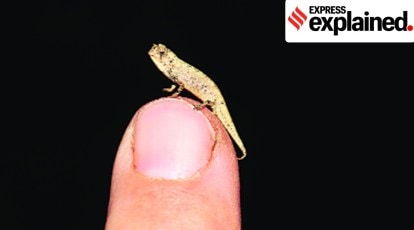 Newly described chameleon from Madagascar may be world's smallest