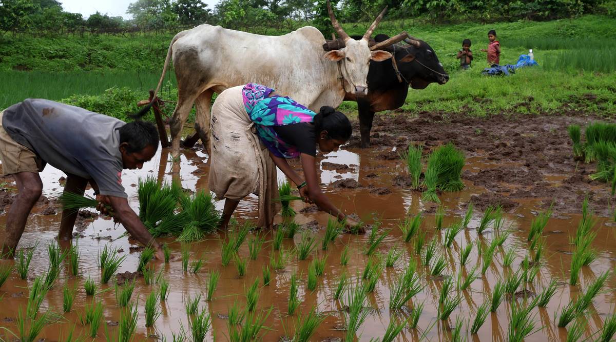 rice, rice production, rice exports